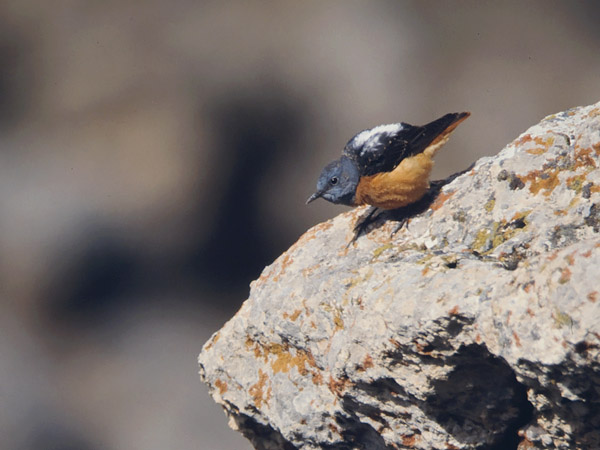 Kivikkorastas, Rufous-tailed Rock Thrush, Monticola saxatilis